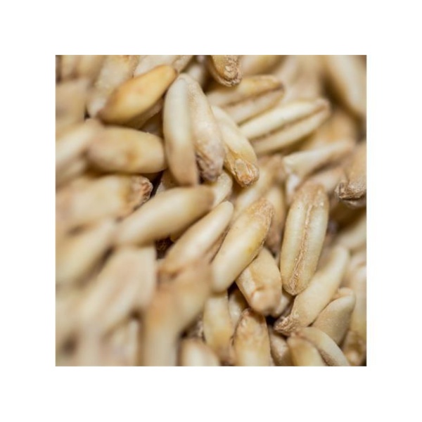 Crisp Naked Oat malt